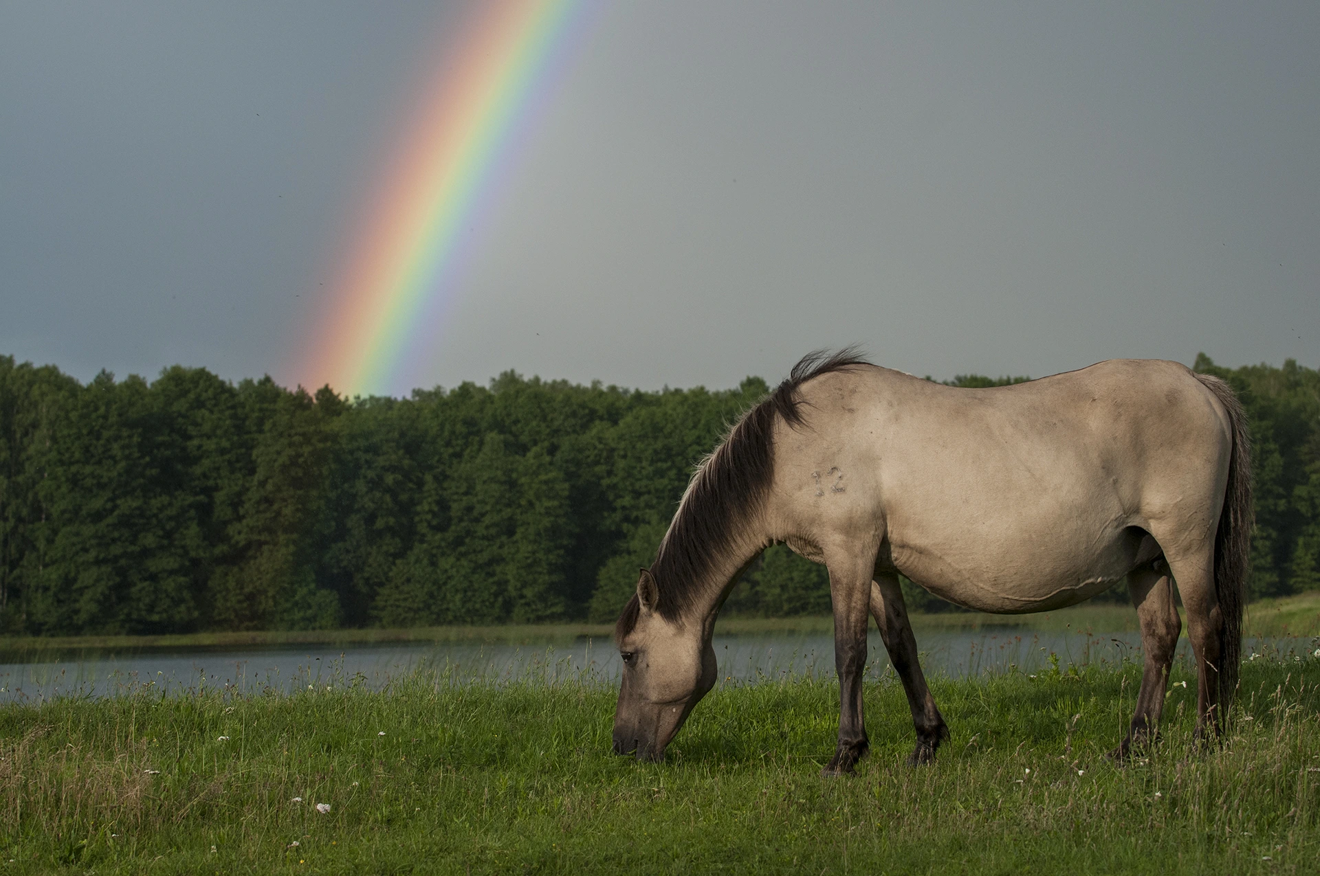 Roztoczański Park Narodowy Konik Polski