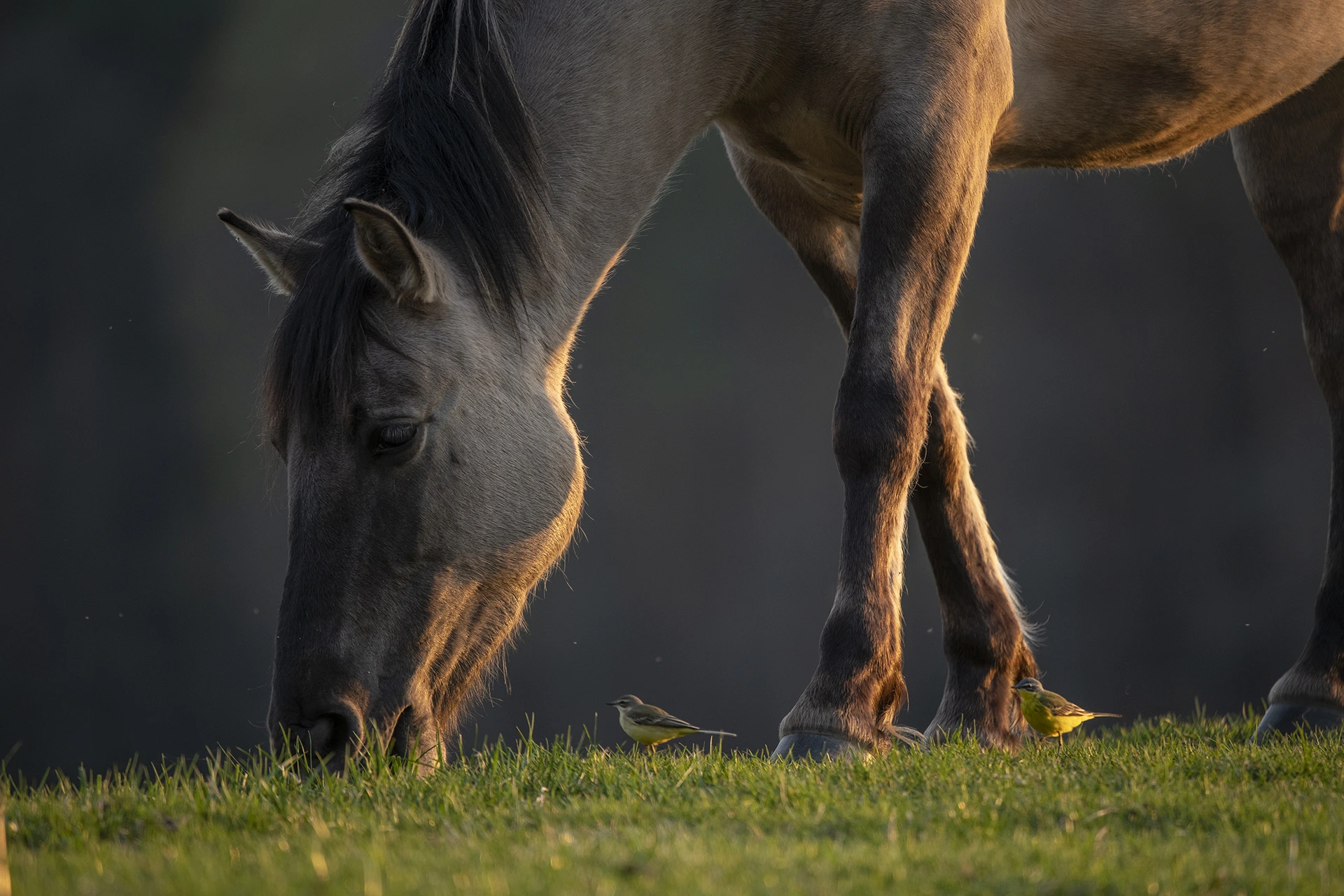 Roztoczański Park Narodowy Konik Polski Florianka